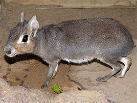 Фото Чакоанская мара