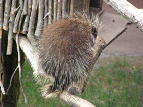 Фото Поркупин