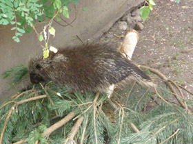 Фото Поркупин