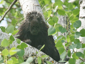 Фото Поркупин