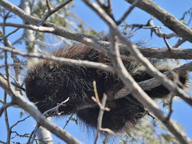 Фото Поркупин