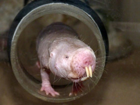 Голый землекоп Голый землекоп