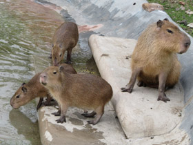 Смотреть фото Капибара Фото Капибара