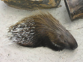 Фото Индийский дикобраз