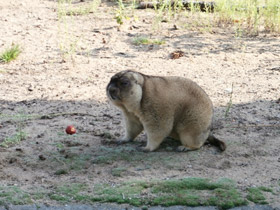 Фото Байбак