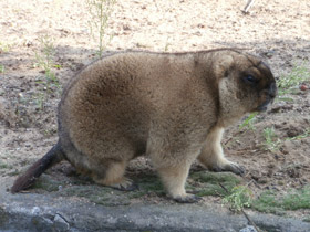 Смотреть фото Байбак Фото Байбак
