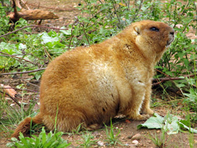 Фото Байбак: свистун на страже