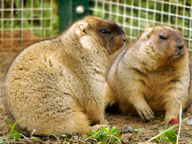 Фото Байбак: свистун на страже