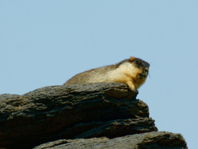 Фото Черношапочный сурок
