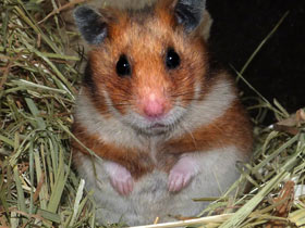 Нектарницевые Нектарницевые