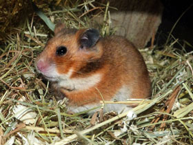 Смотреть фото Сирийский хомяк Фото Сирийский хомяк