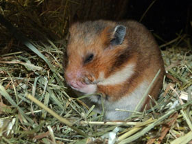 Смотреть фото Сирийский хомяк Фото Сирийский хомяк