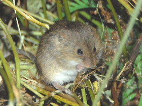 Смотреть фото Мышь-малютка Фото Мышь-малютка