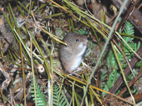 Фото Мышь-малютка