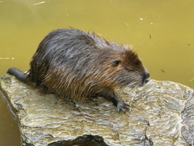 Фото Нутрия