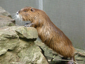 Фото Нутрия