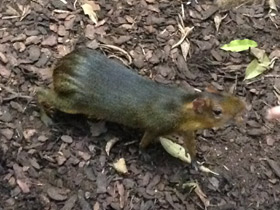 Фото Зеленый акуша