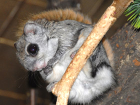 Фото Белка-летяга