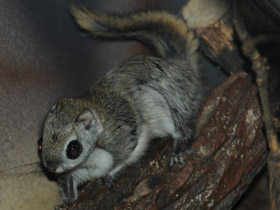 Смотреть фото Белка-летяга Фото Белка-летяга