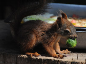 Смотреть фото Обыкновенная белка Фото Обыкновенная белка