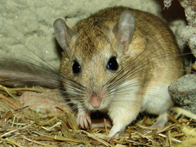 Фото Пушистохвостая песчанка