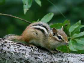 Фото Азиатский бурундук