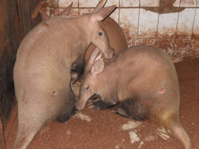 Смотреть фото Трубкозубы Фото Трубкозубы