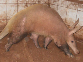 Смотреть фото Трубкозубы Фото Трубкозубы