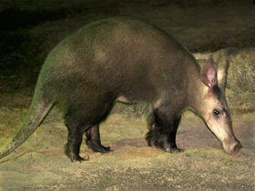 Фото Трубкозуб: насекомоядное копытное