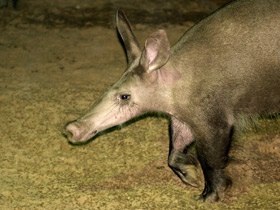 Фото Трубкозуб: насекомоядное копытное