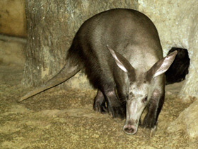 Фото Трубкозуб: насекомоядное копытное