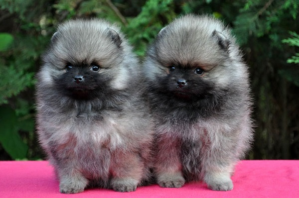 7 самых лучших пород для ленивых хозяев