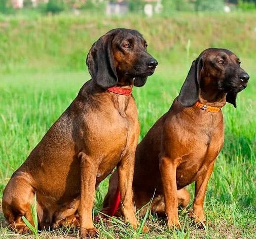 Баварская горная гончая