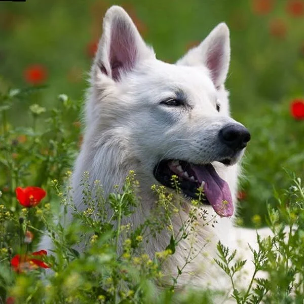 Белая швейцарская овчарка