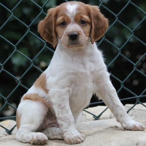 Бретонский эпаньоль