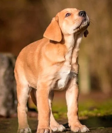 Брохольмер