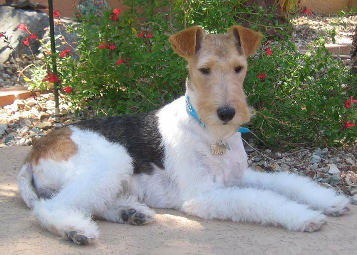 Жесткошёрстный фокстерьер