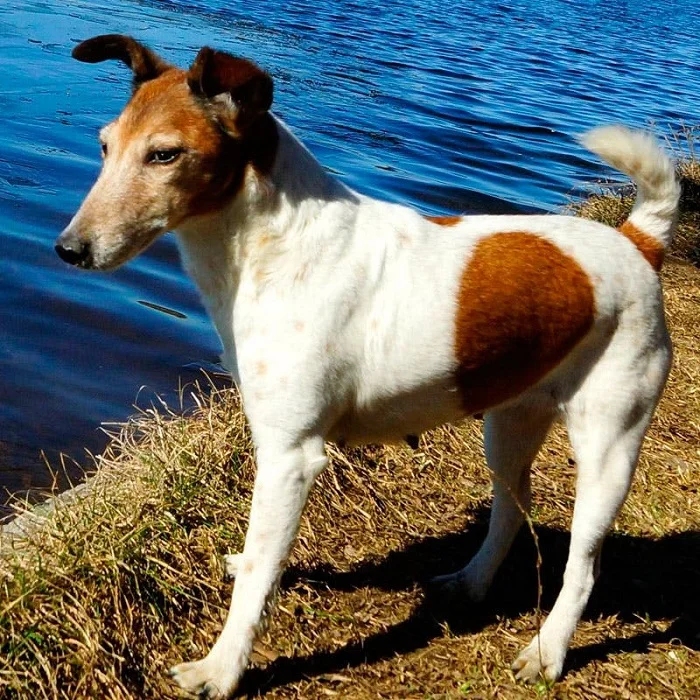 Гладкошерстный фокстерьер