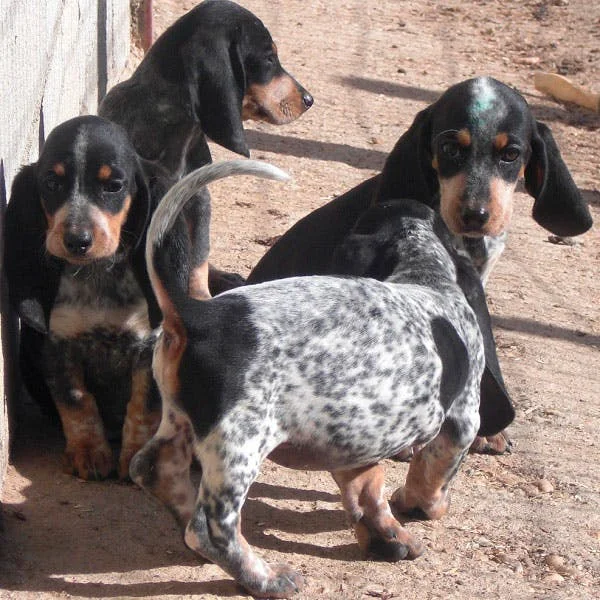 Голубой гасконский бассет