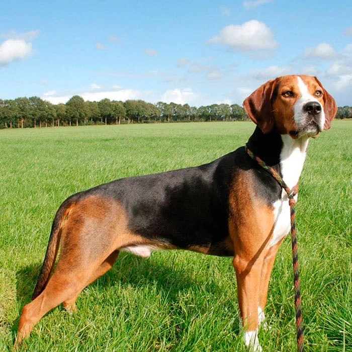 Гончая Гамильтона