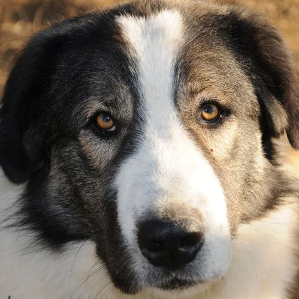 Греческая овчарка