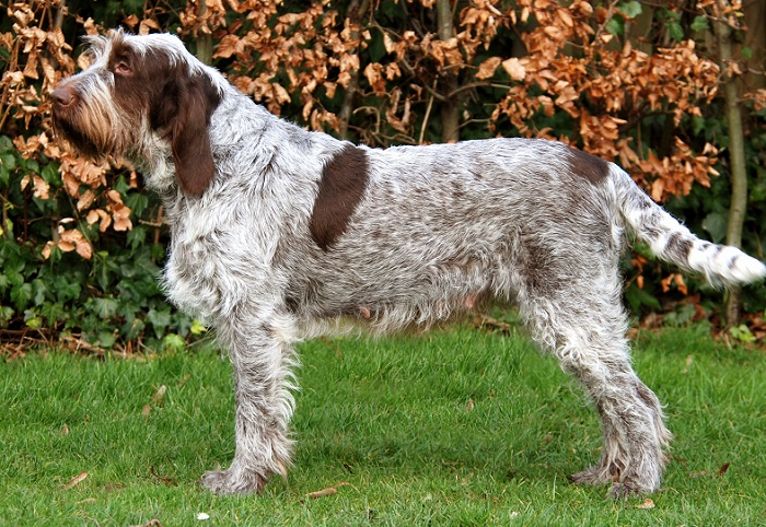 Итальянский спиноне