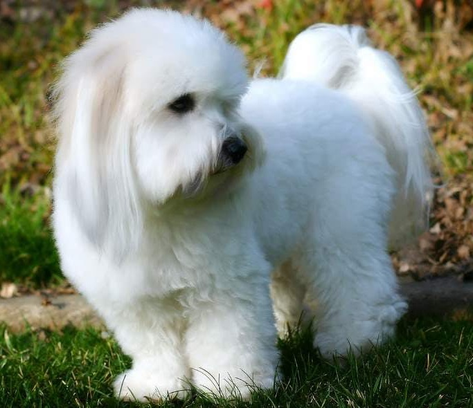 Котон-де-тулеар