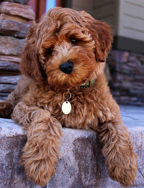 Лабрадудль