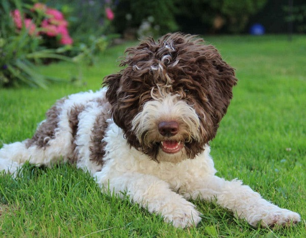 Лаготто-романьоло