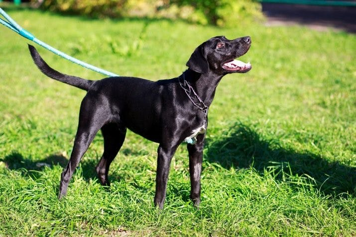 Майоркская овчарка