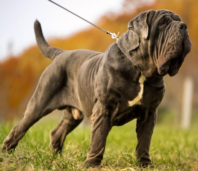 Неаполитанский мастиф