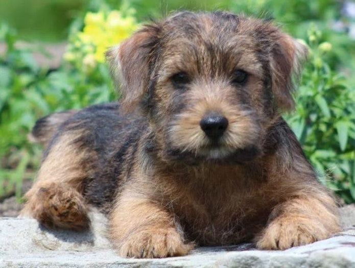 Норфолк-терьер