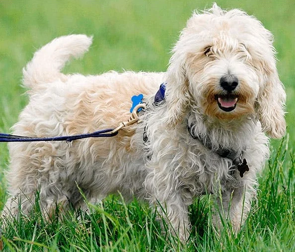 Вандейский бассет-гриффон