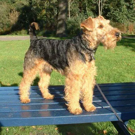 Вельштерьер